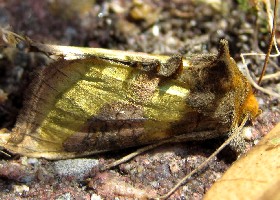 Burnished Brass Moth