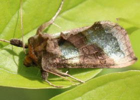 Burnished Brass Moth