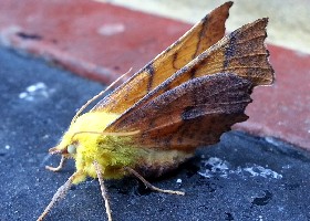 Canary-shouldered Thorn moth