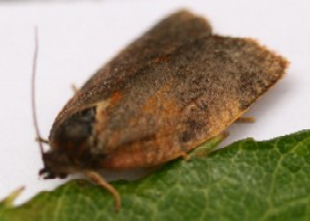 Carnation Tortrix