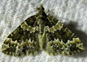 Autumn Green Carpet moth