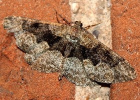 Large Twin-spot Carpet