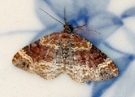 Red Twin-spot Carpet