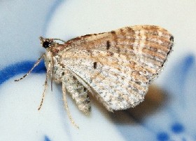 Red Twin-spot Carpet