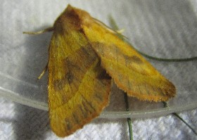 Centre-barred Sallow moth