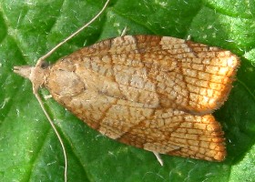 Chequered Fruit-tree Tortrix