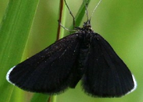 Chimney Sweeper Moth