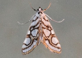 Beautiful China Mark moth