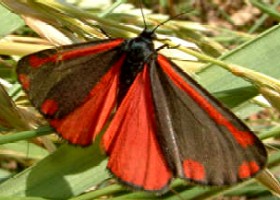 Cinnabar Moth