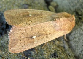 The Clay moth