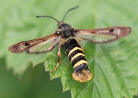 Raspberry Clearwing moth