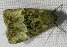 Cloaked Minor moth