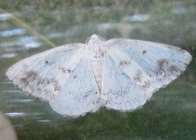 Clouded Silver moth