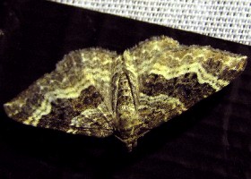 Common Carpet moth