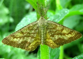 Common Heath Moth