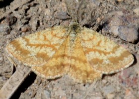 Common Heath Moth