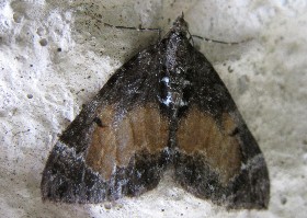 Cmn Marbled Carpet moth