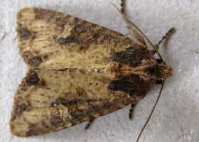 Common Rustic moth