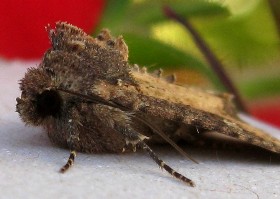 Common Rustic