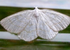 Common Wave moth