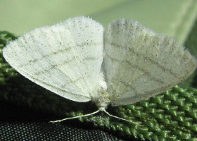 Common White Wave moth