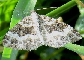 Common Carpet moth