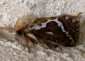Common Swift moth male