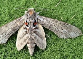 Convolvulus Hawk-moth
