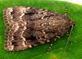 Copper Underwing moth