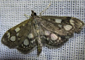 Crowned Phlyctaenia Elder Pearl moth