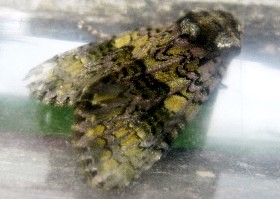 The Coronet moth
