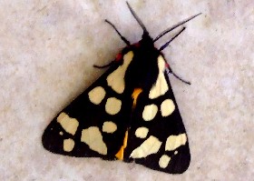 Cream-spot Tiger moth