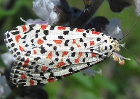Crimson Speckled Footman moth