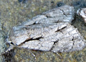 Dark Dagger Moth