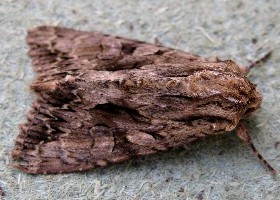 Dark Arches moth