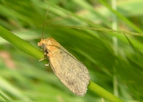 Timothy Tortrix