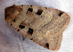 Double Square-spot moth