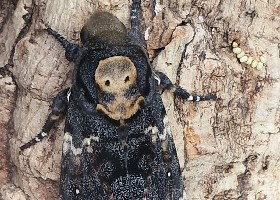 Death's-head Hawk-moth