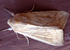 The Delicate moth