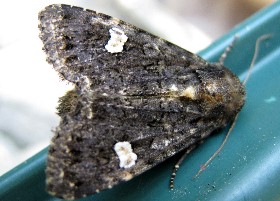Dot moth