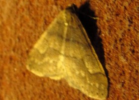 Dotted Border moth