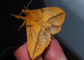 The Drinker moth