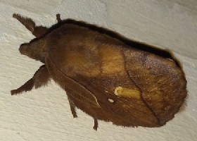 The Drinker moth