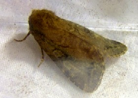Dingy Shears moth