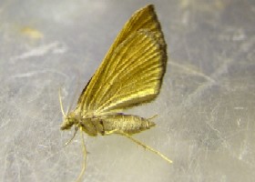 Dingy Shell moth