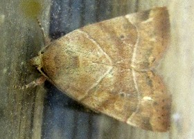 Dun-bar Moth