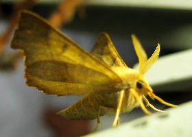 Dusky Thorn moth