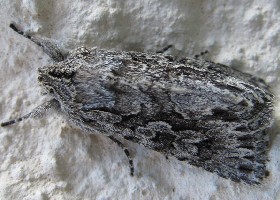 Early Grey moth