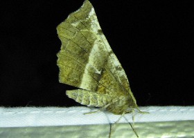 Early Thorn moth