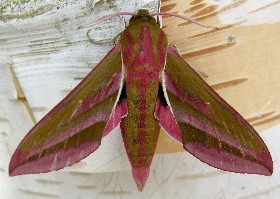 Elephant Hawk Moth